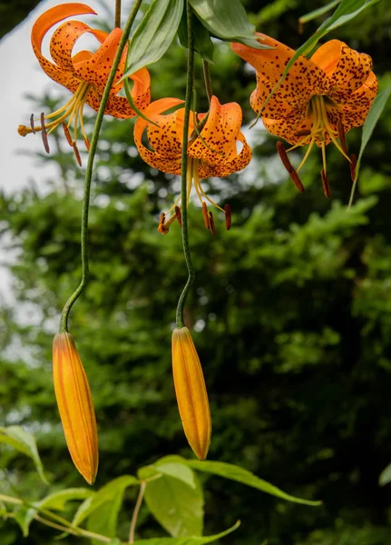 Group of Tiger Lilies and Seeds Pods in Summer