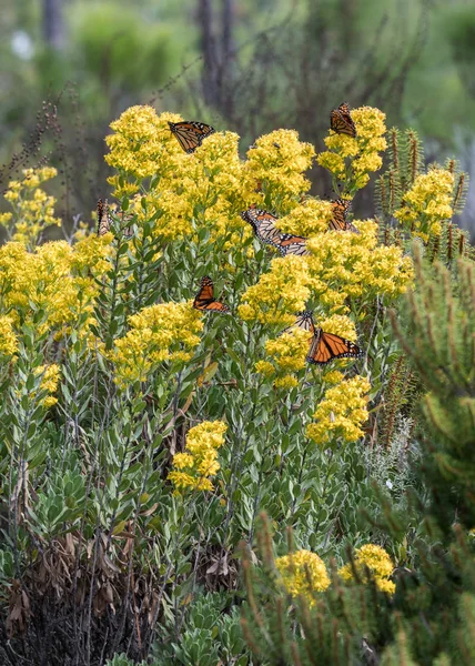 Monarch Butterflies Hover Goldenrod Florida While Migrating South — Stock Photo, Image