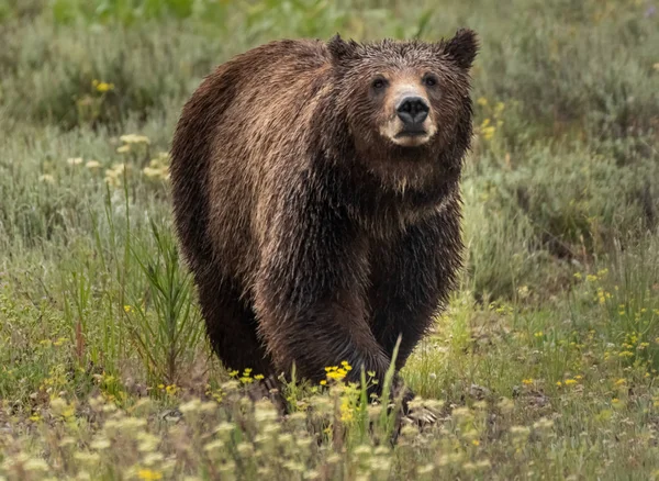 Grande Urso Pardo Olha Através Campo Wyoming Wilderness — Fotografia de Stock