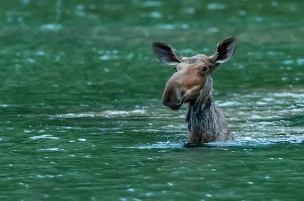 Moose Pops Feeding Underwater Silly Ears — Stock Photo, Image