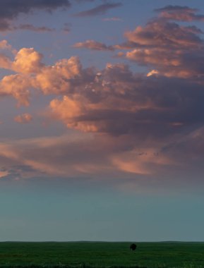 Loş çim alanın tek otlatma bizon ile üzerinde pembe bulutlar