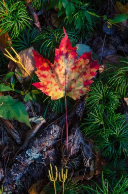 Sonbahar sırasında orman katta bir turuncu ve kırmızı akçaağaç yaprağı
