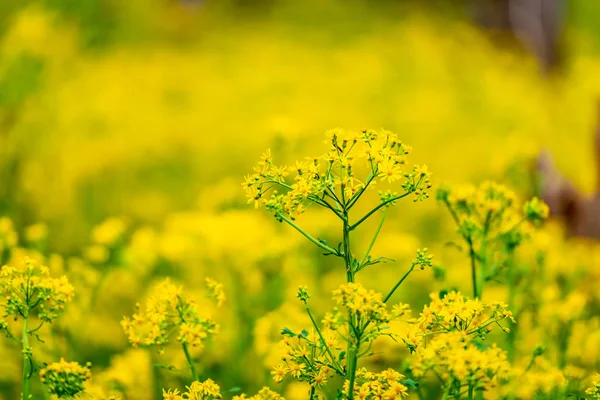 Ragwort Virágzik Stand Tall Tavasszal Szelektív Összpontosít — Stock Fotó