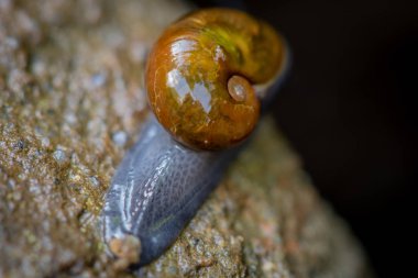 Yapışkan Snail gezinme günlüğüne Smokies üzerinde