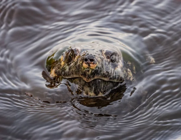 Water Ripples Snapping Turtle Breaks Surface Freshwater Lake — Stock Photo, Image