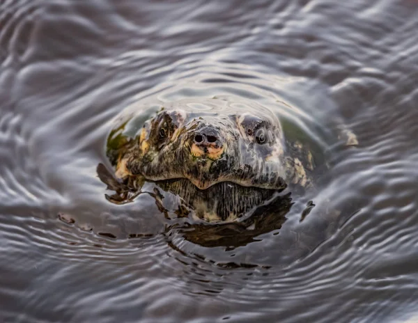 Rimpelingen Als Magnetisch Schildpad Breekt Het Wateroppervlak Zoetwatermeer — Stockfoto