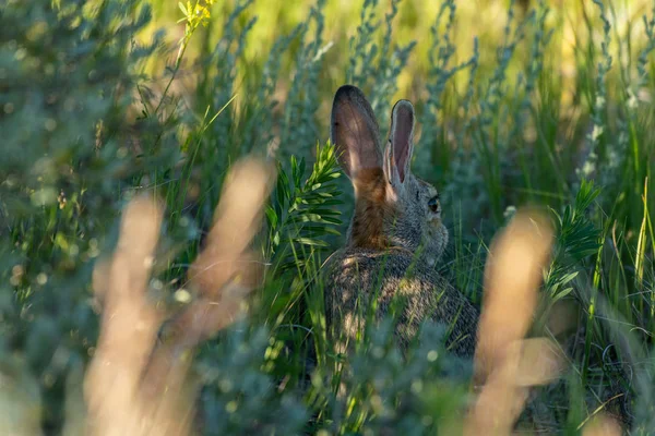 Wild Hare Gömmer Sig Skuggorna Högt Gräs — Stockfoto