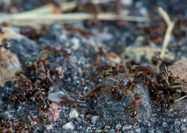 Formigas Rastejam Sobre Pequeno Monte Sujeira Com Foco Seletivo — Fotografia de Stock