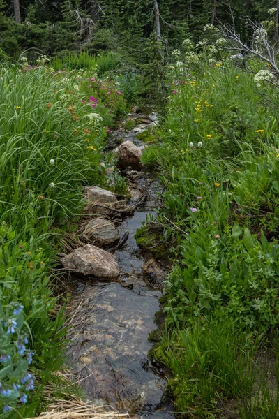 Svěží Zelené Rostliny Křídlo Malé Stream Létě Divočiny — Stock fotografie