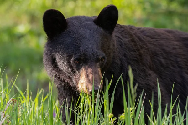 Siyah Ayı Üzerinde Uzun Boylu Otlar Erken Yaz Aylarında Grazes — Stok fotoğraf