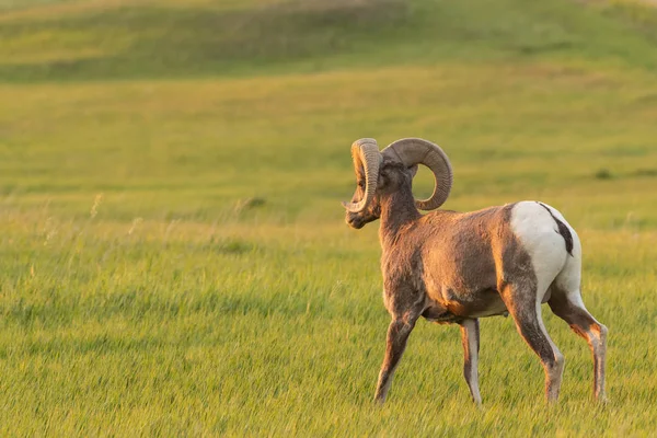 Bighorn Pecore Cammina Attraverso Campo Erboso Luce Del Mattino — Foto Stock