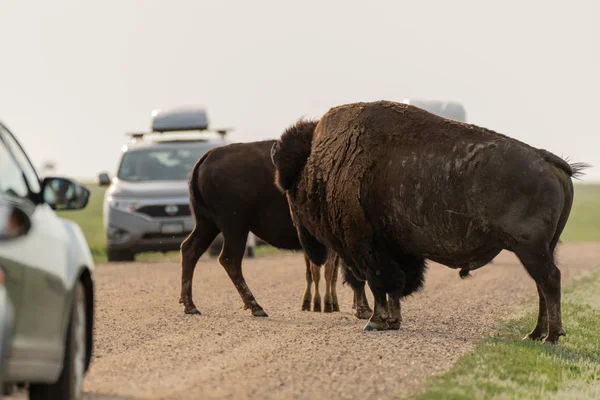 Bison Hold Traffic Dirt Road — Stock Photo, Image