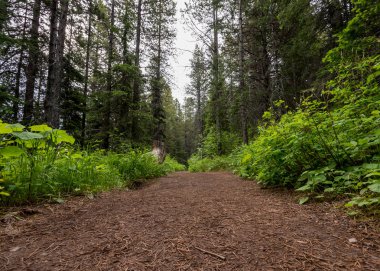 Düşük açılı, çam iğne kaplı Trail Montana ormandaki