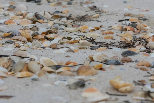 Basso Angolo Conchiglie Mare Erbaccia Copertura Spiaggia — Foto Stock