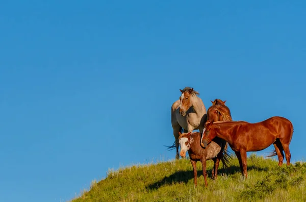 Vier Wilde Paarden Staan Boven Met Gras Begroeide Heuvel Met — Stockfoto