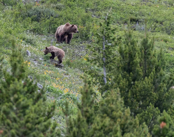 Grizzly Mãe Filhote Através Árvores — Fotografia de Stock