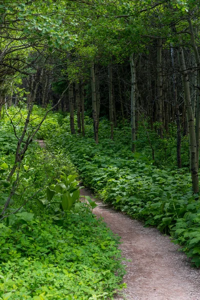 Green Ground Cover Flanks Gravel Trail Summer Forest Montana — Stok Foto