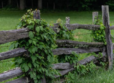 Ivy yavaş yavaş kapakları eski çit çimenli alan