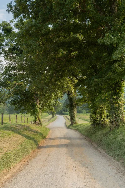 Ivy Covered Trees Line Hyatt Lane Late Summer Smokies — Stock Photo, Image