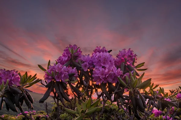 Olhando Para Rhododendron Floresce Com Pôr Sol Nas Nuvens Por — Fotografia de Stock