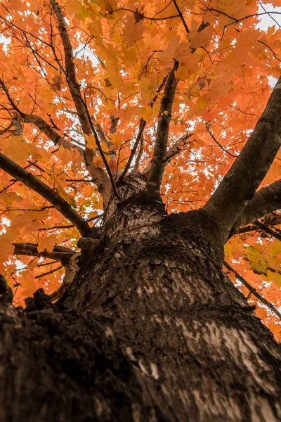 Looking Tree Trunk Fall Bottom Tree — Stock Photo, Image