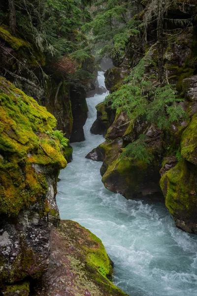 Olhando Para Cima Avalanche Creek — Fotografia de Stock