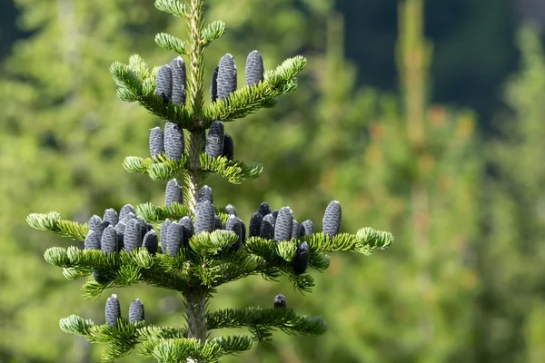 Mehrere Schwarze Tannenzapfen Auf Kiefer Mit Selektivem Fokus — Stockfoto