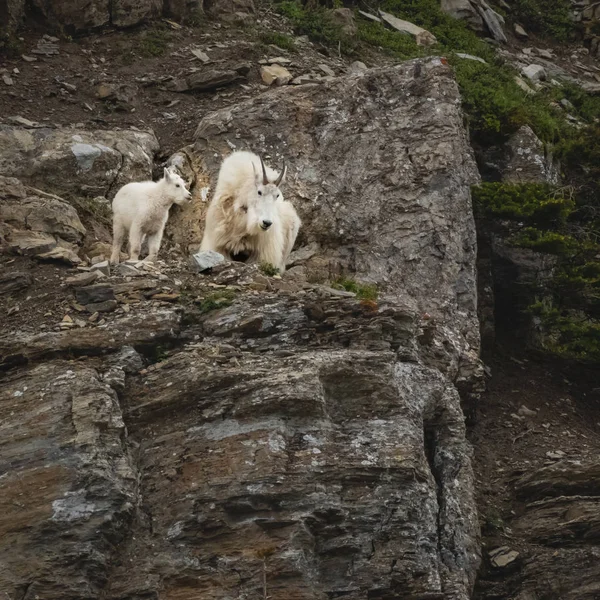 Horská Koza Dítě Dospělý Dolů Útesu Glacier National Park — Stock fotografie