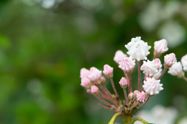 Rosa Und Weiße Berglorbeerknospen Mit Kopierraum Nach Links — Stockfoto