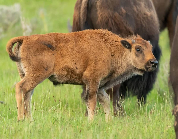 Profil Baby Bison Ser Över Fältet Sommar — Stockfoto