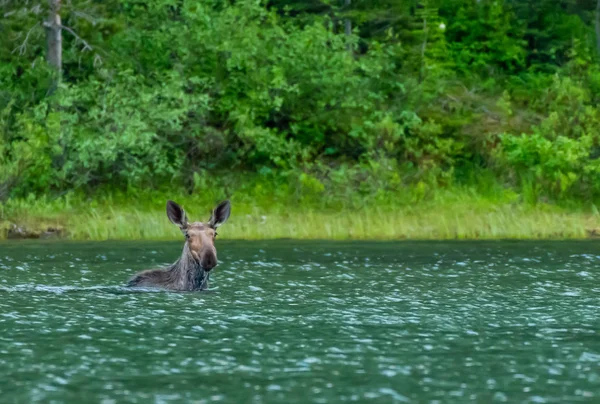 Moose Swims Lake Com Árvores Verdes Brilhantes Atrás — Fotografia de Stock