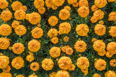 Seyir aşağı büyük grup Marigold çiçek üzerinde güzel bir sonbahar arka plan yapar