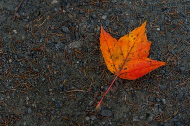 Turuncu yaprak üzerinde çakıl olan tek yol kopya alanı sola