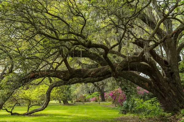 Live Oak Tunnel Våren Med Blommande Azalea Trädgårdar — Stockfoto