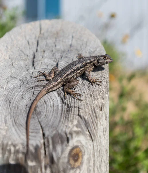 Lizard Sur Post Avec Mise Point Sélective — Photo