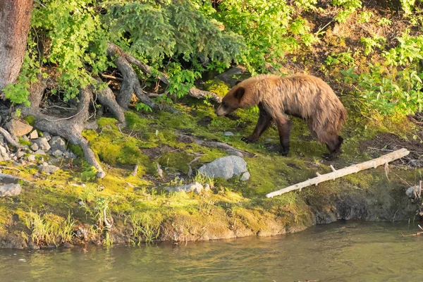 Mokre Black Bear Zgładzić Kąpieli Rzece — Zdjęcie stockowe