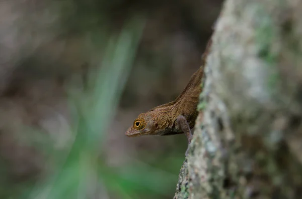 Une Petite Arnaque Lézard Brun Sur Arbre Dans Une Forêt — Photo