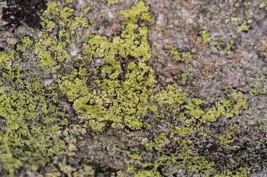 Bir kaya üzerinde büyüyen yeşil liken