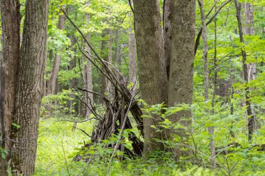 Ormanda büyük Smoky Dağları Milli Parkı için yalın