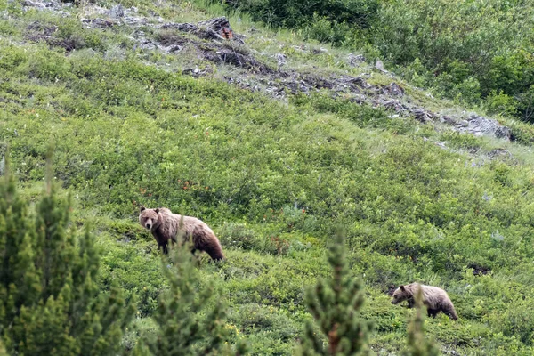 Grizzly Moeder Jaarling Grazen Helling Van Zomer Berghelling — Stockfoto