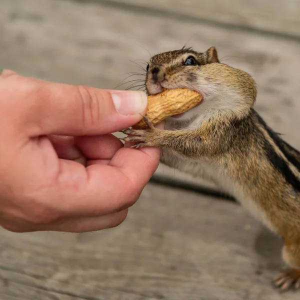 Mão Alimentando Amendoim Shell Para Esquilo Com Bochechas Cheias — Fotografia de Stock