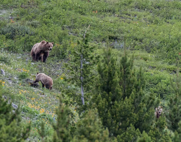 Grizzly Mother Looks Back Dan Lambat Cub — Stok Foto