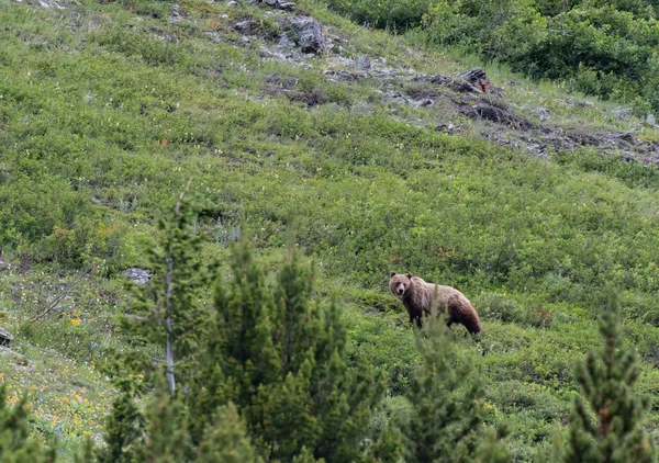 Long Grizzly Bear Looks Back toward cub on mountain slope