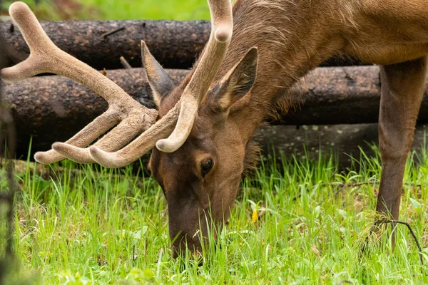 Manliga Älg Skrubbsår Början Sommaren Som Han Växer Sitt Horn — Stockfoto