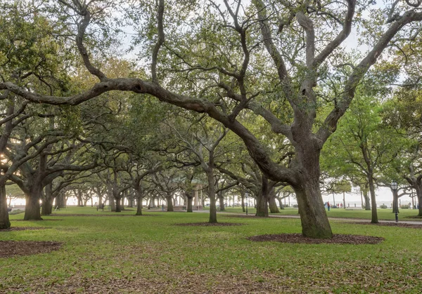 Live Oak Träd Står Givakt Vit Punkt Trädgård Charleston — Stockfoto