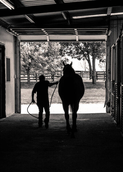 Leading a Horse from the Barn in black and white