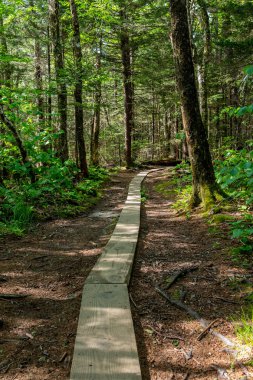 Plakalar rüzgar Smokies çam ormanı