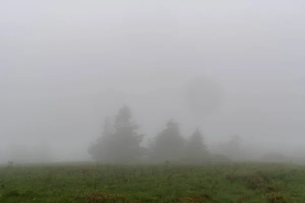 Pine Trees Lurk in the Fog across field in summer