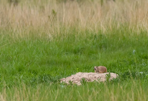 Präriehundar Kvittrar Utanför Mound Prairie Dog Town — Stockfoto