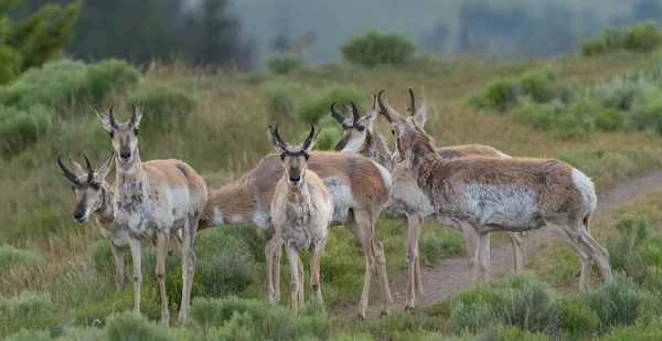 Gabelbock Herde Dreht Sich Richtung Kamera Während Weiden — Stockfoto